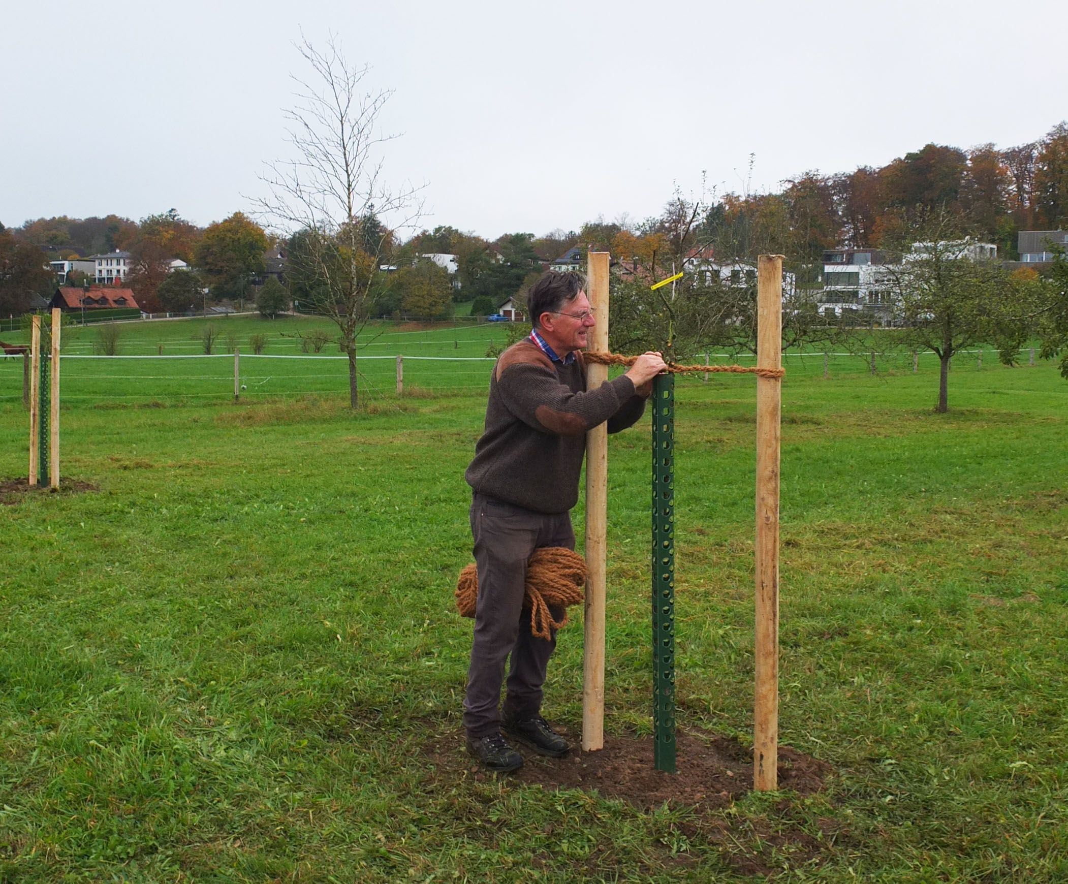 Obstbaum wird gepflanzt