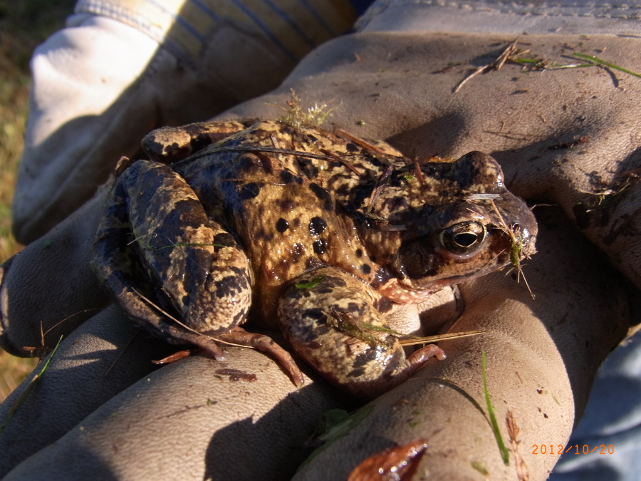 Springfrosch©OG Weßling