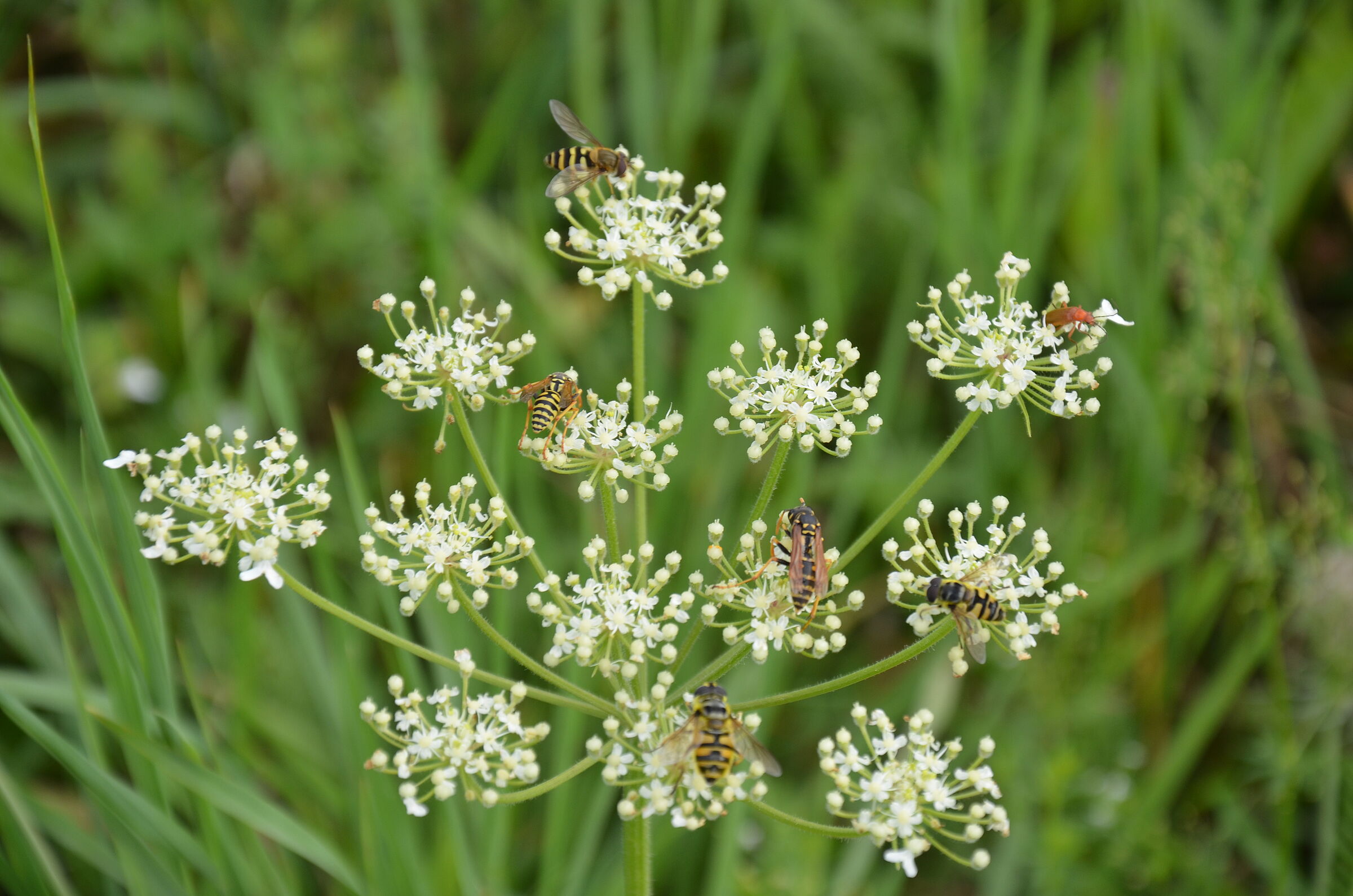 Insektenbuffet auf der Sanatoriumswiese