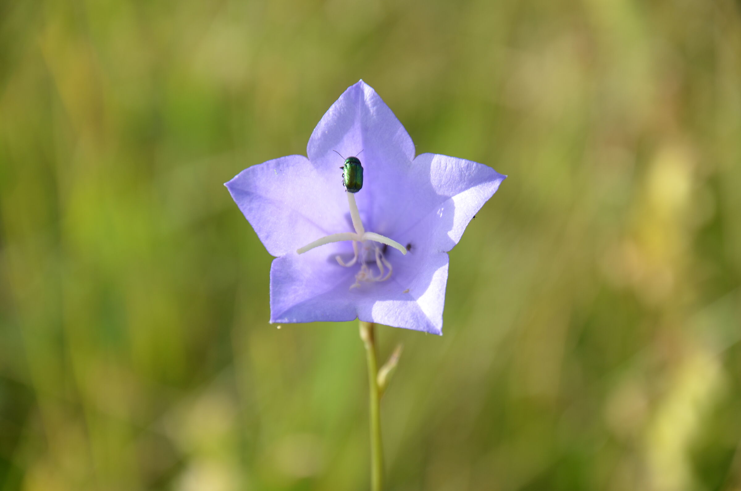 Käfer in Glockenblume